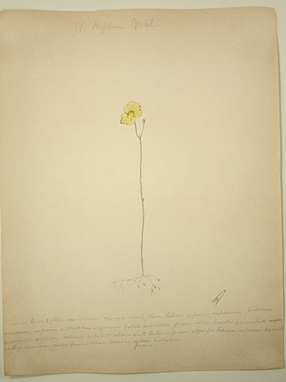 Utricularia_26